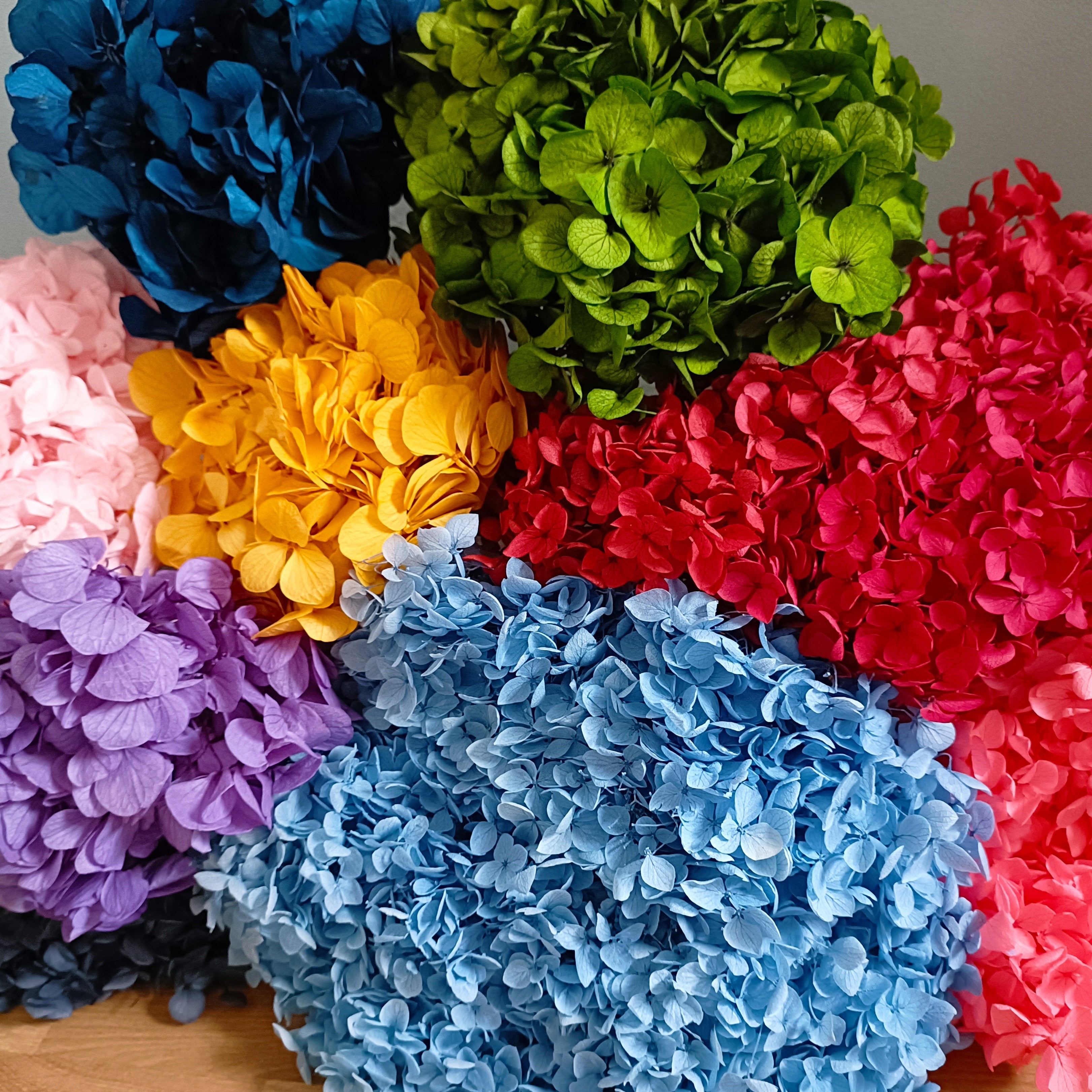 Hortensias stabilisés de plusieurs couleurs.