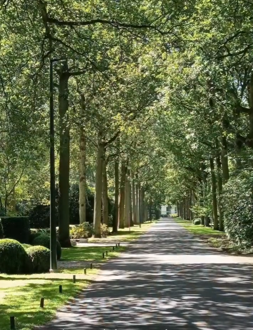Photo de la rue Bellemond bordé d'arbres